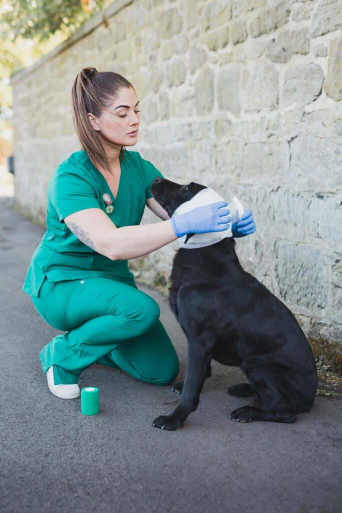 Dog First Aid Course The Dog First Aid Co.