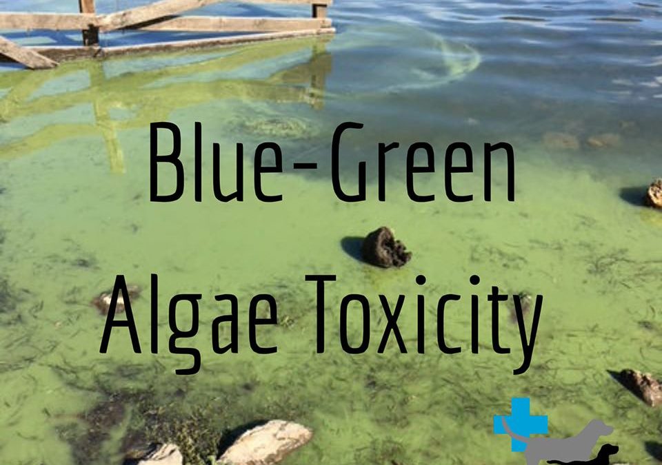 Blue-Green Algae Toxicity