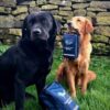 Dog First Aid Kit - Image 11