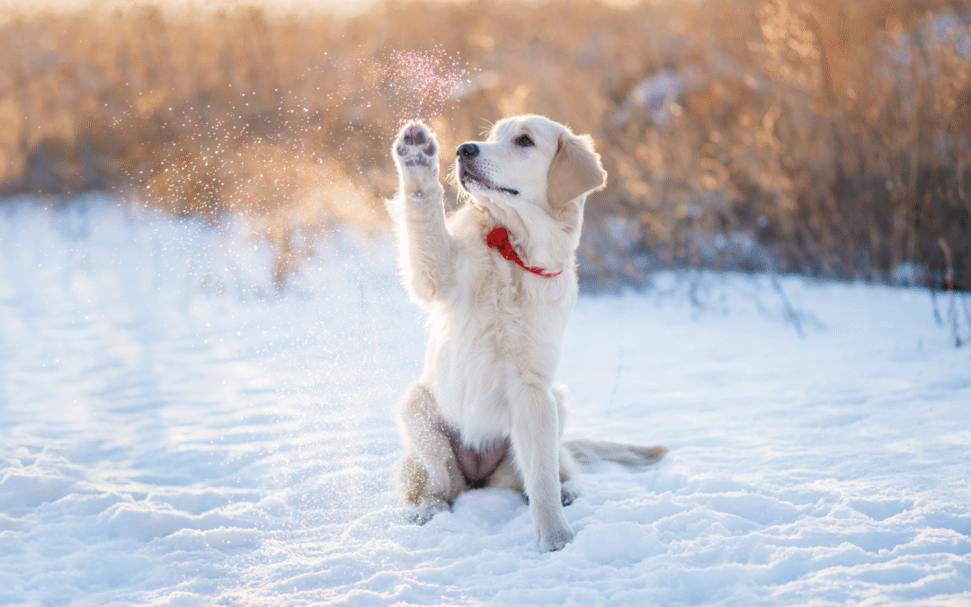 antifreeze poisoning